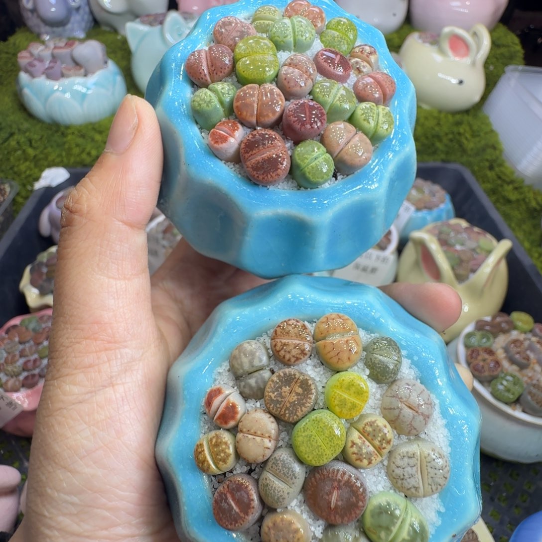 多肉植物福利冲626