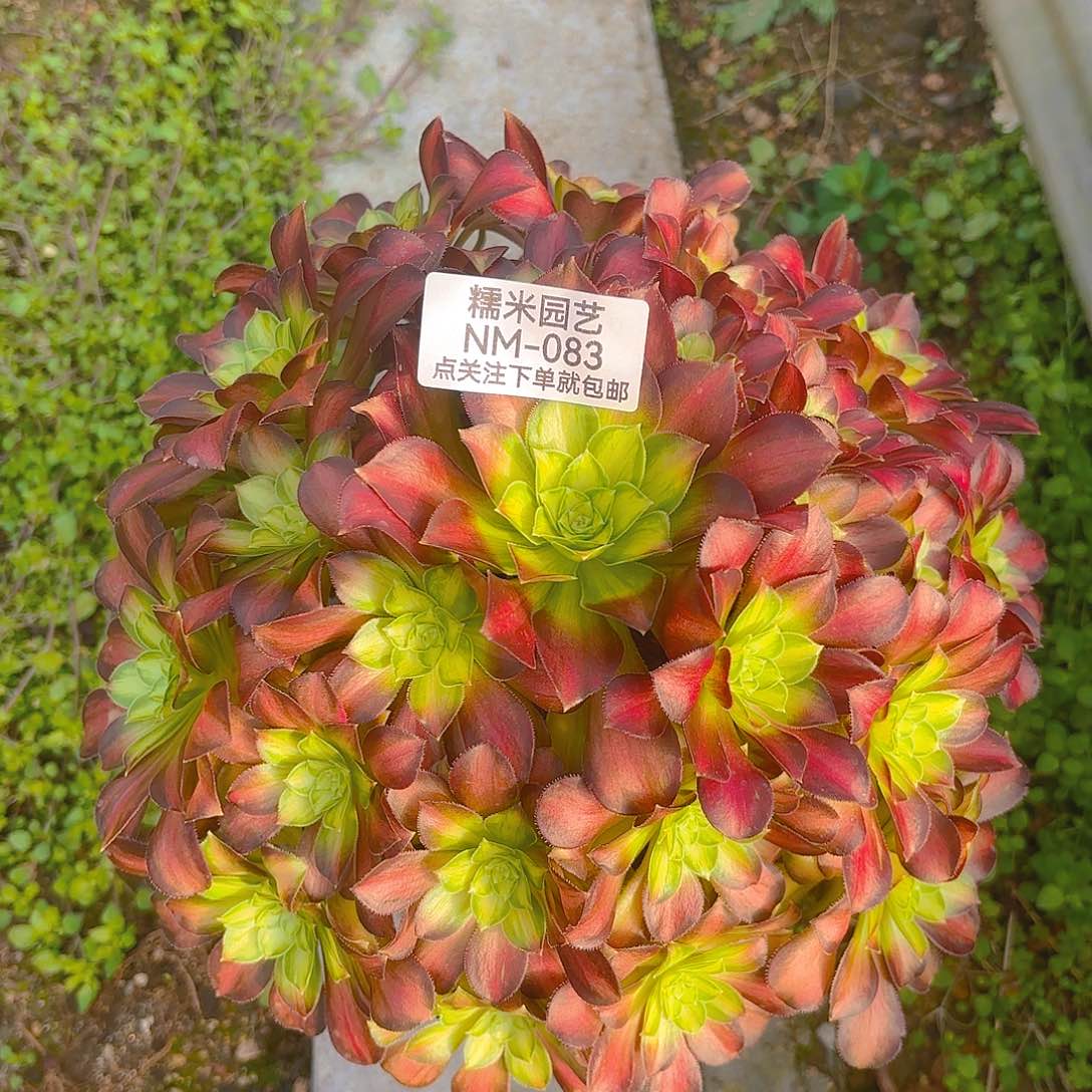 韶华多肉植物老庄手捧083