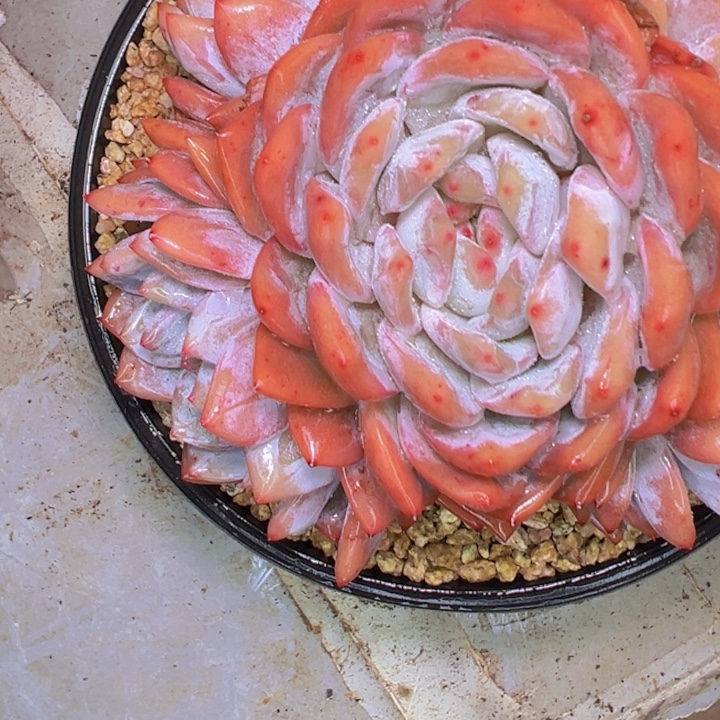 永***姐4///////////==/////*//