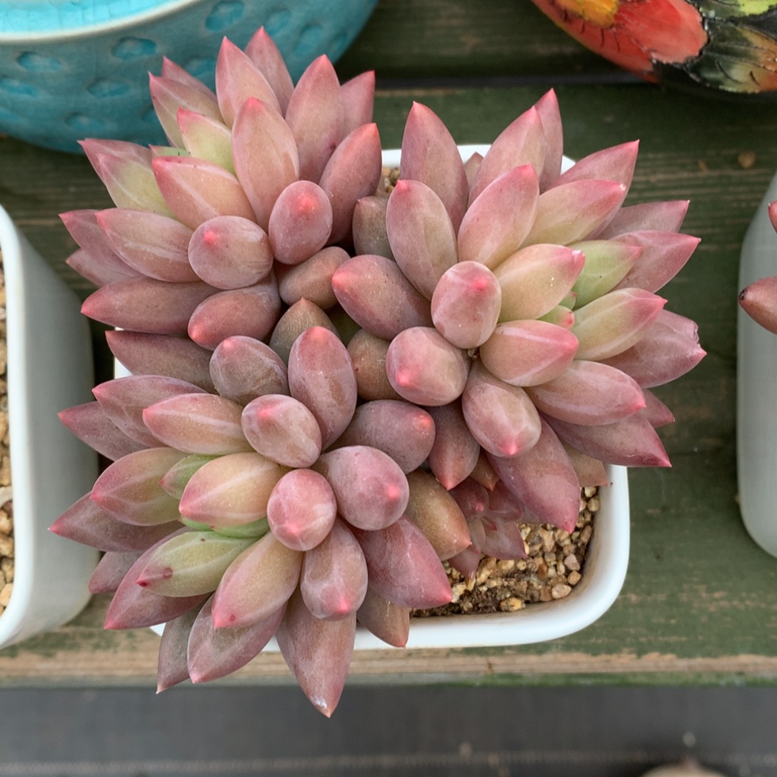 我们家的小姐姐们