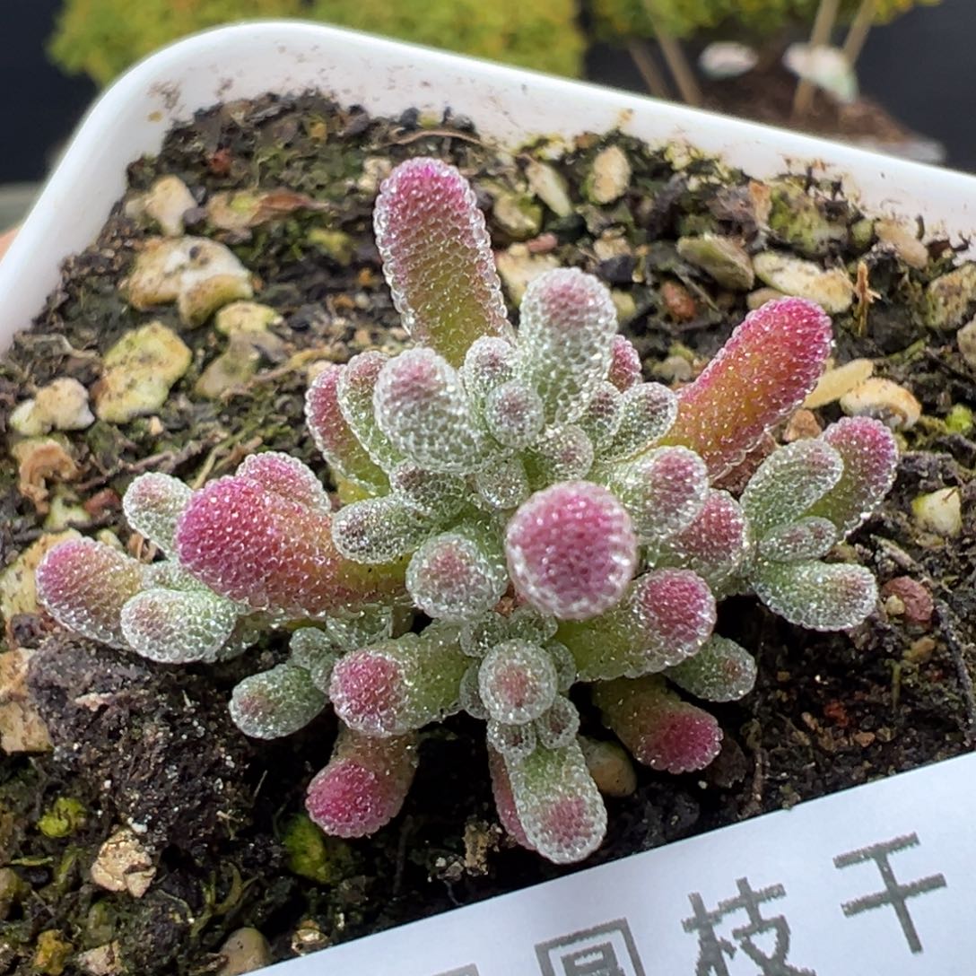 dy5442实生紫冰晶冠幅3.5cm