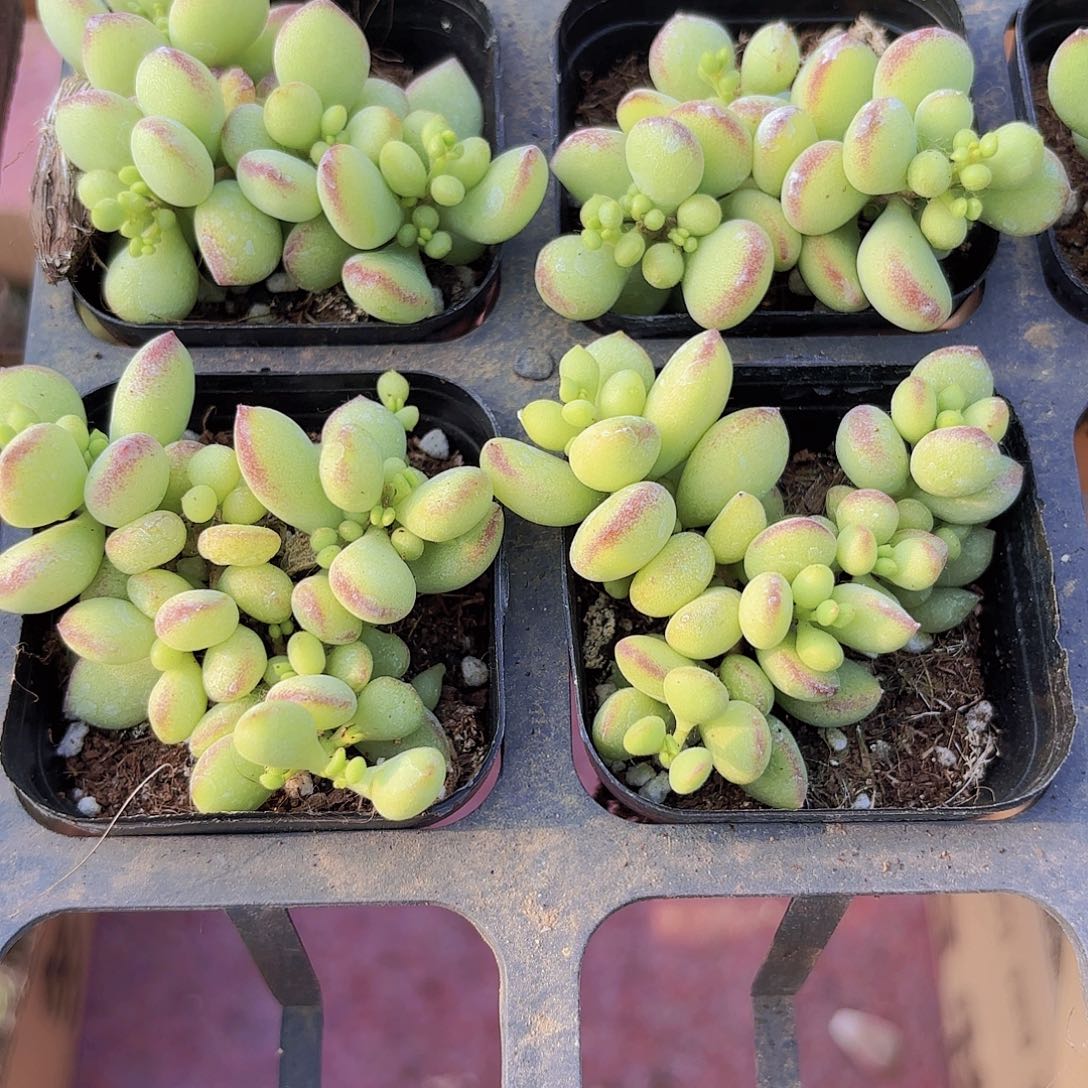 精品达摩福娘多肉植物