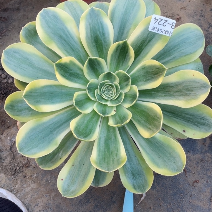 224香白多肉123446789