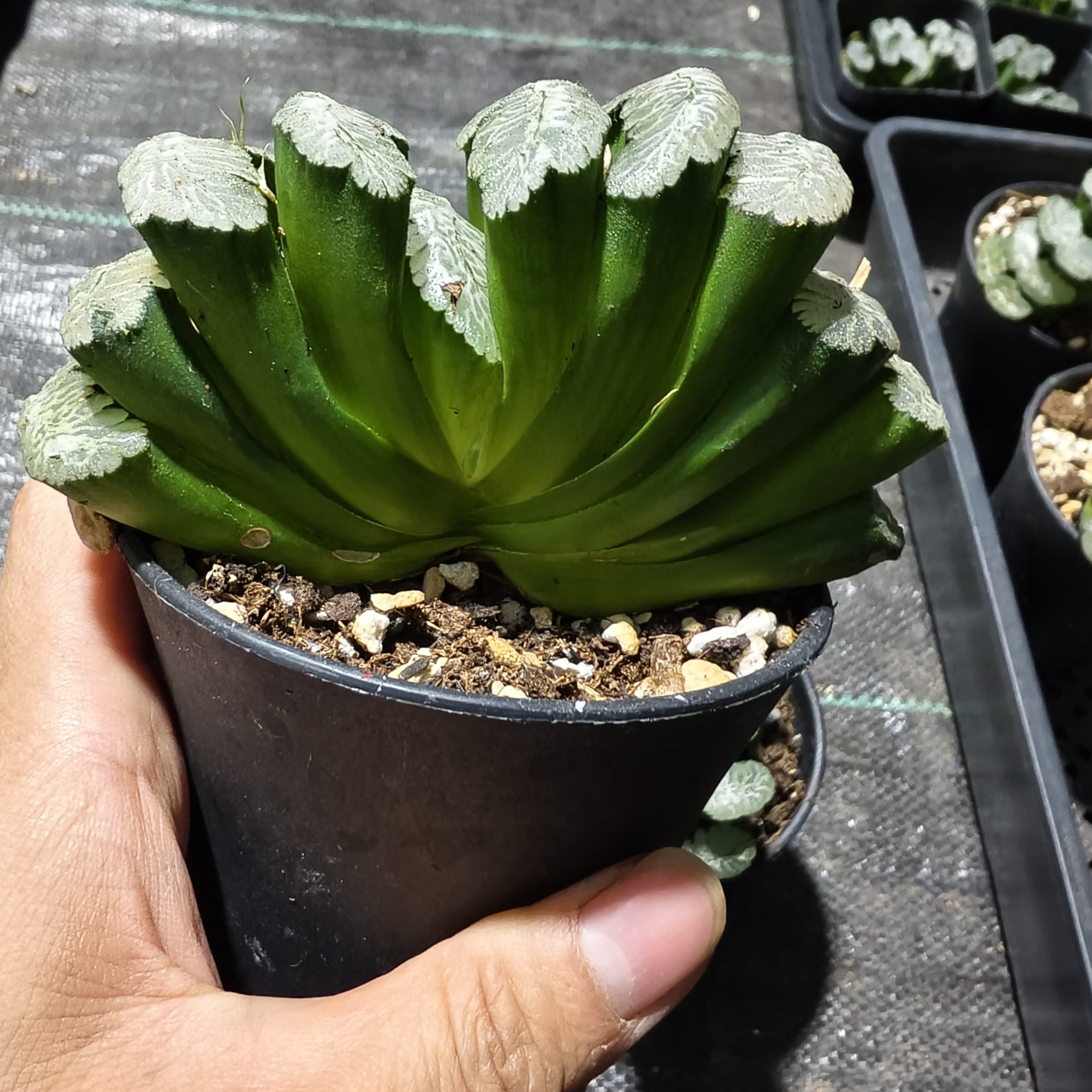 母本玉扇多肉植物带原盆土发货适合新手养殖
