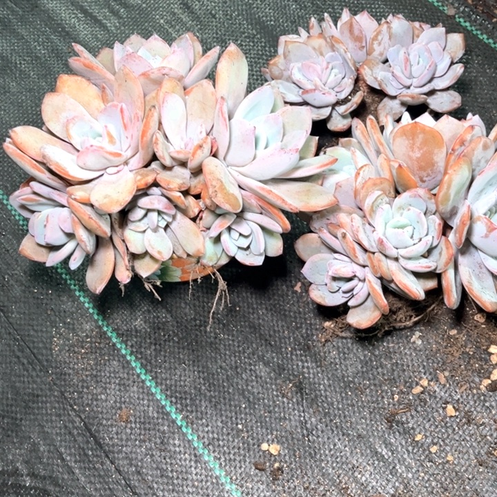 好***满奶茶12号码牌子的话题