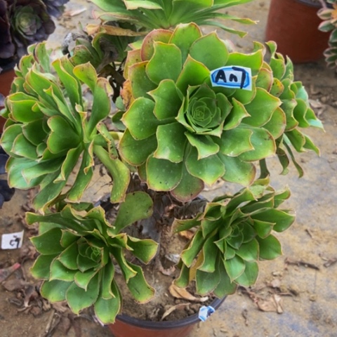 君美丽朵朵多肉117多肉