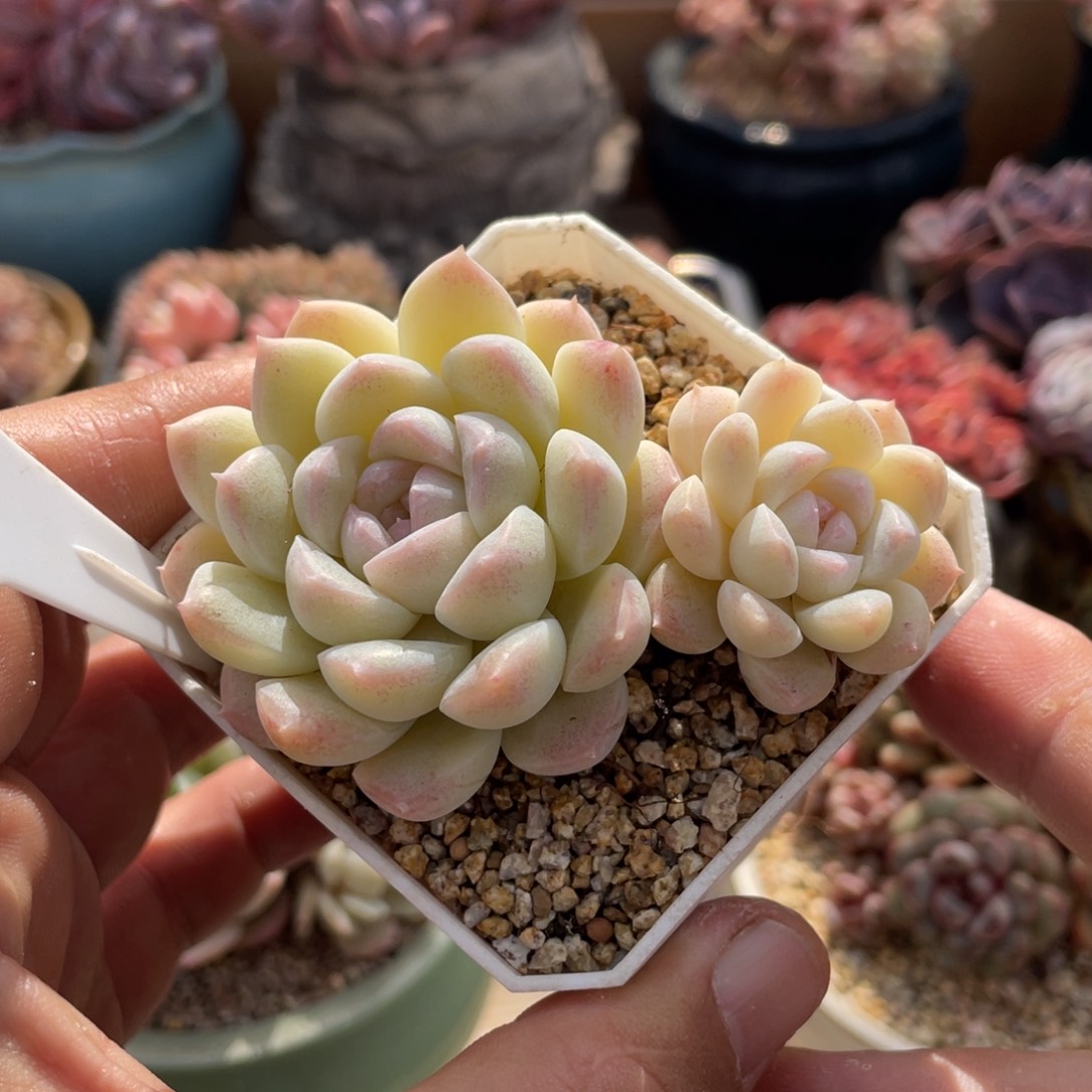 0602白雪不带盆8厘米