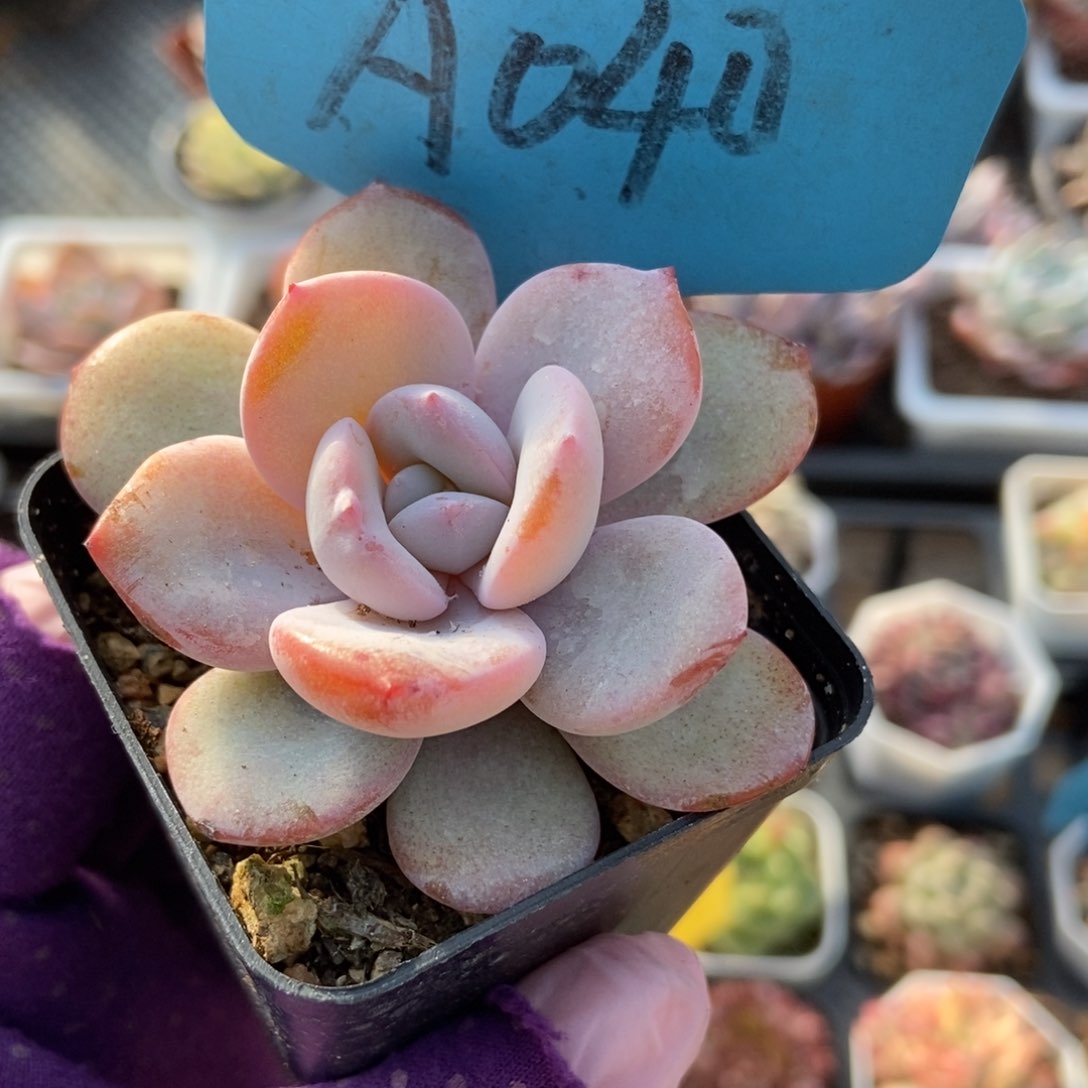 040奶茶多肉植物