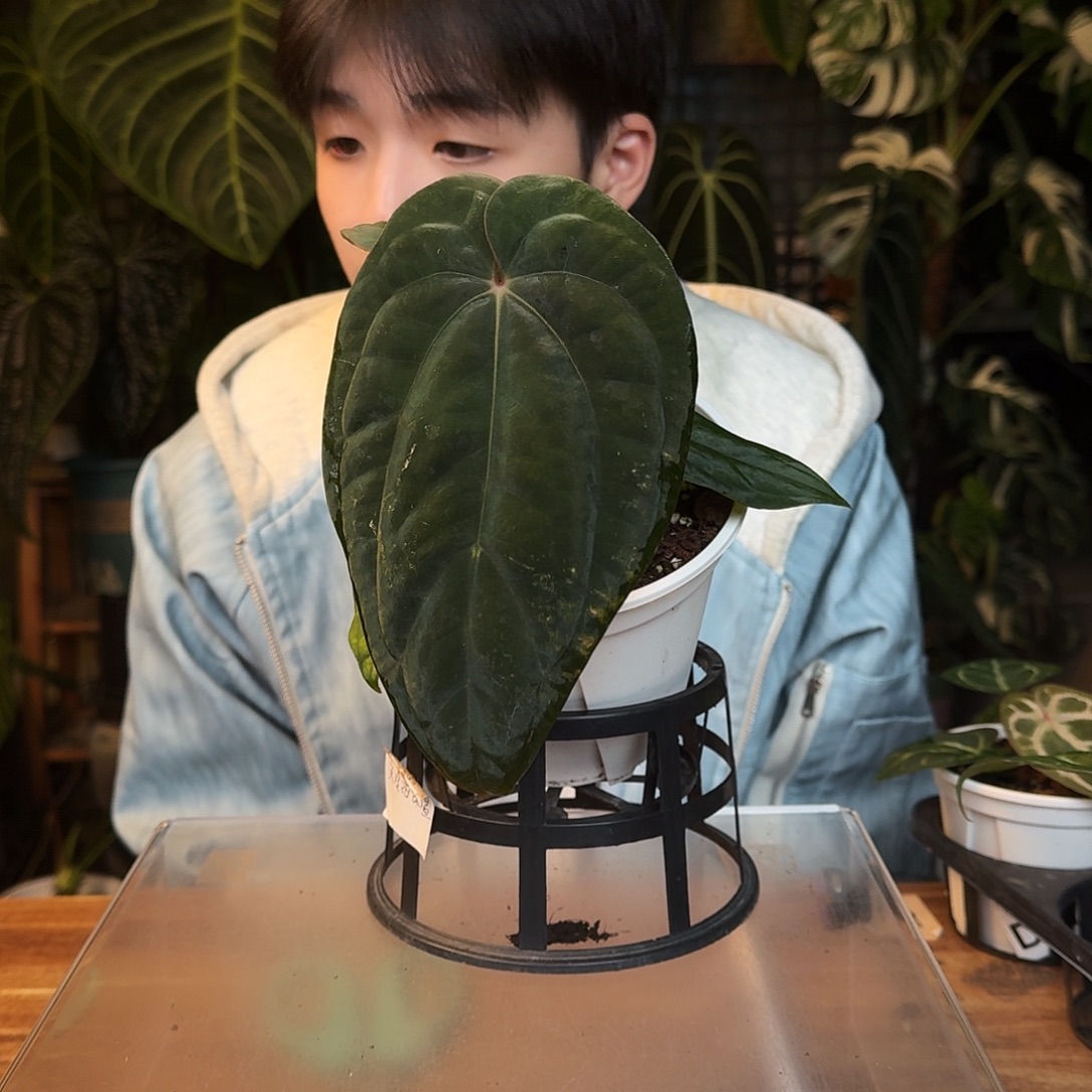 小***。完全开放D49籽播黑凤凰