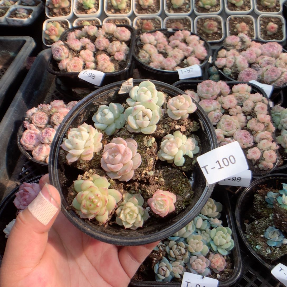 无花朵T100月英语英语