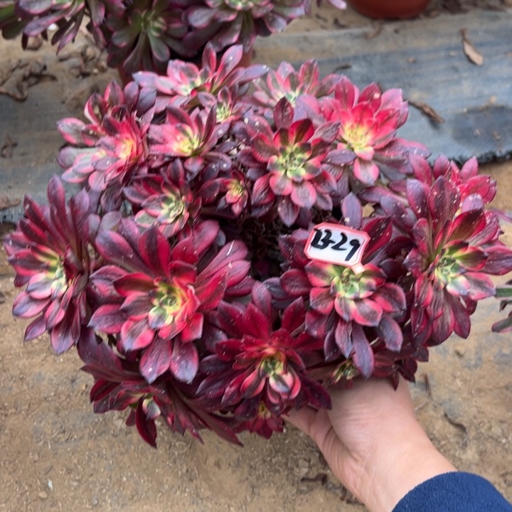 烟花多肉小微瑕23-29