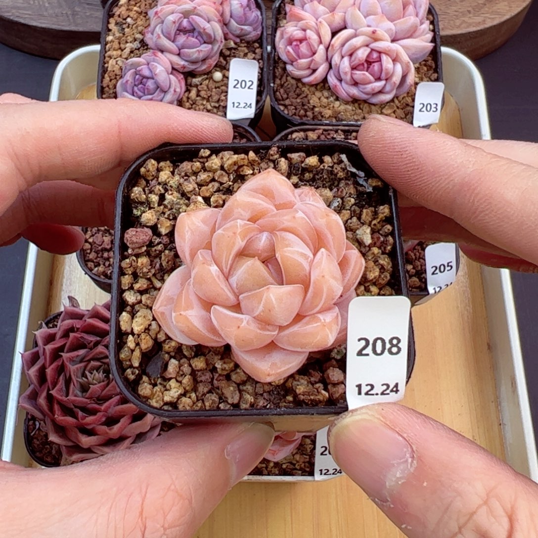 好好看208、哈哈哈哈
