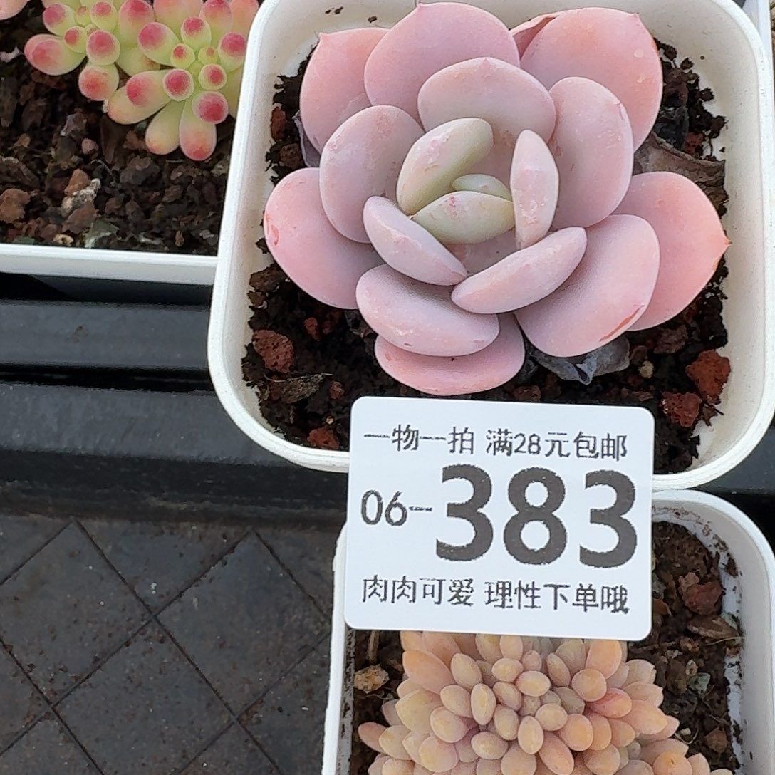 奶茶无盆土发货无