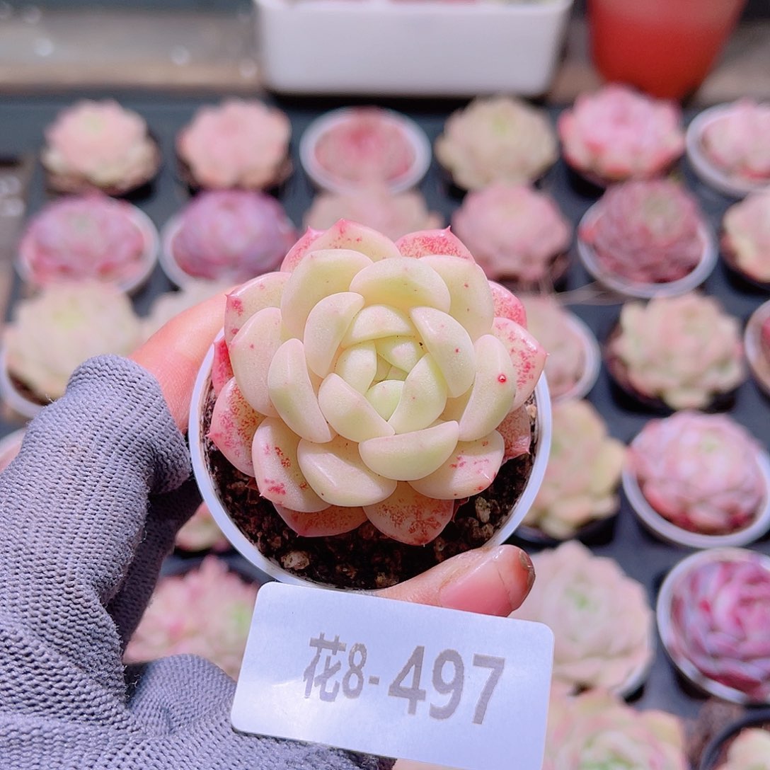 花08-497新品单头