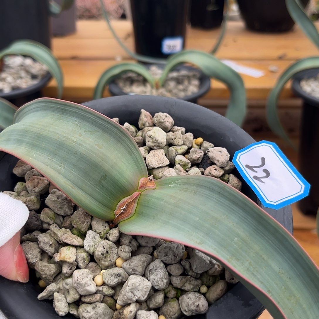 汤圆植物22红边百岁兰漂亮