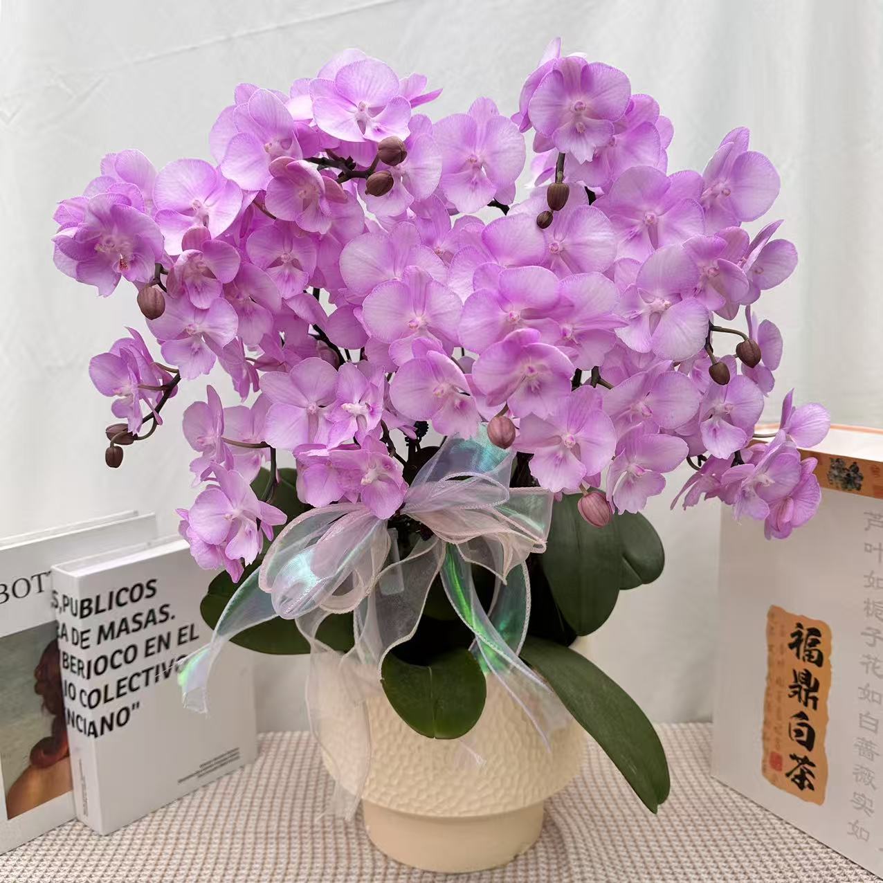 花世界蝴蝶蘭《神仙姐姐》高级粉色花花 皮实好养花期长 