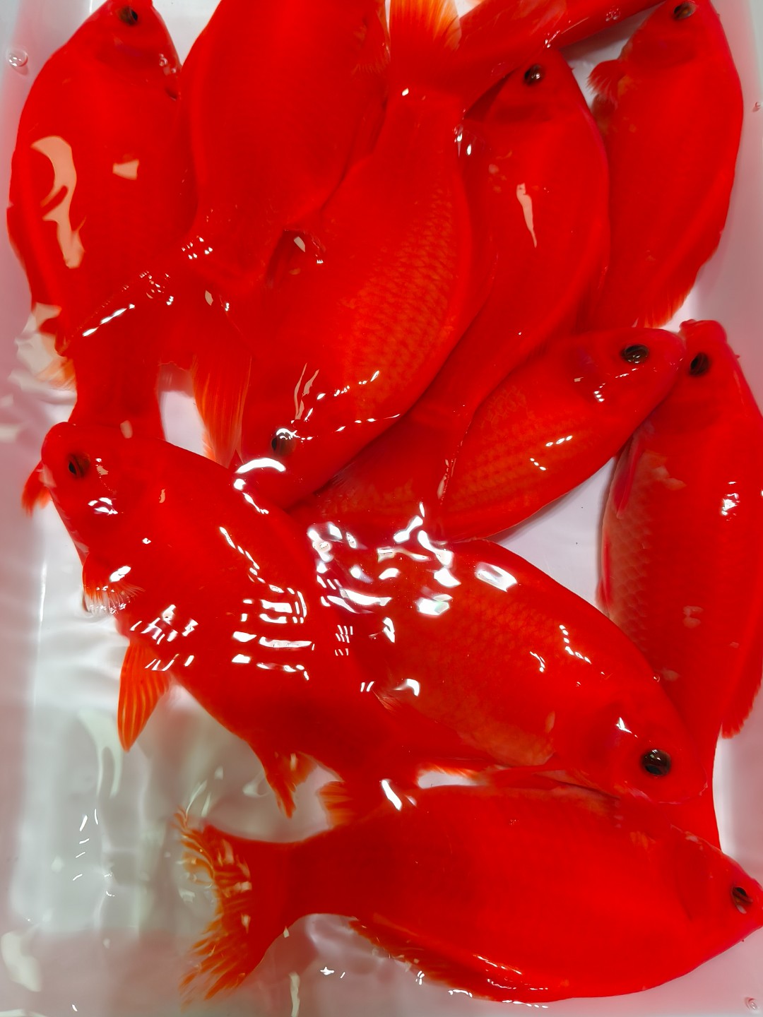 观赏鱼淡水鱼冷水鱼 红鹦鹉鱼