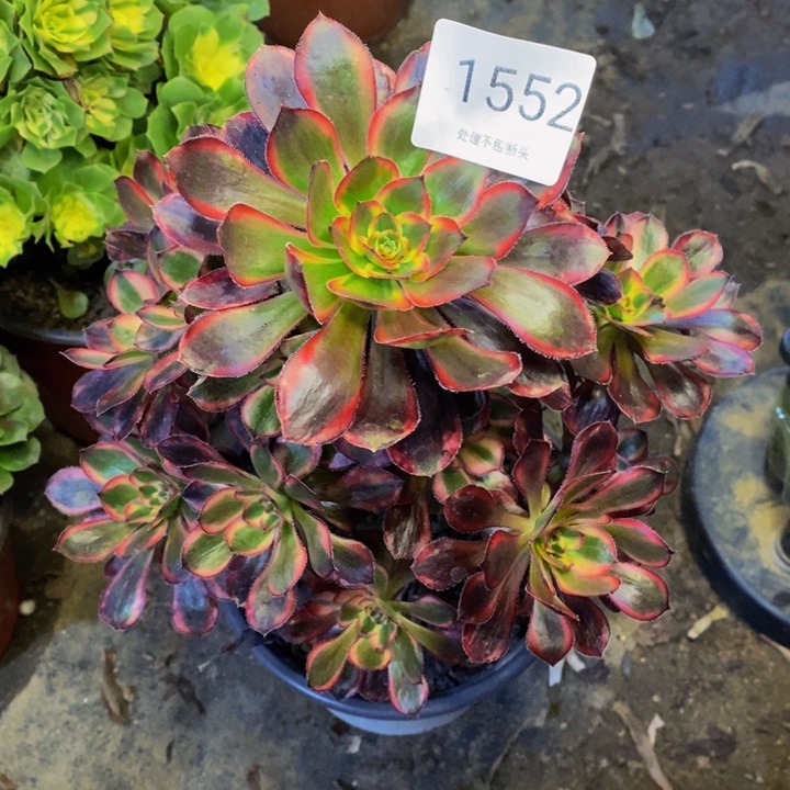 香奈儿多肉断头不包1552