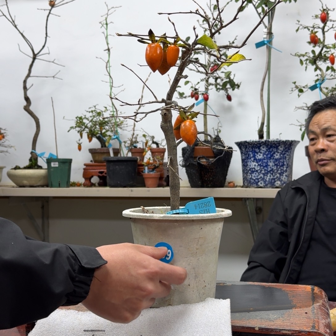 丫***艺无花朵439顺丰到付不包邮