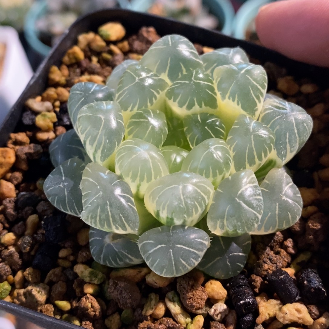 一颗糊斑湖水玉露锦 开播福利