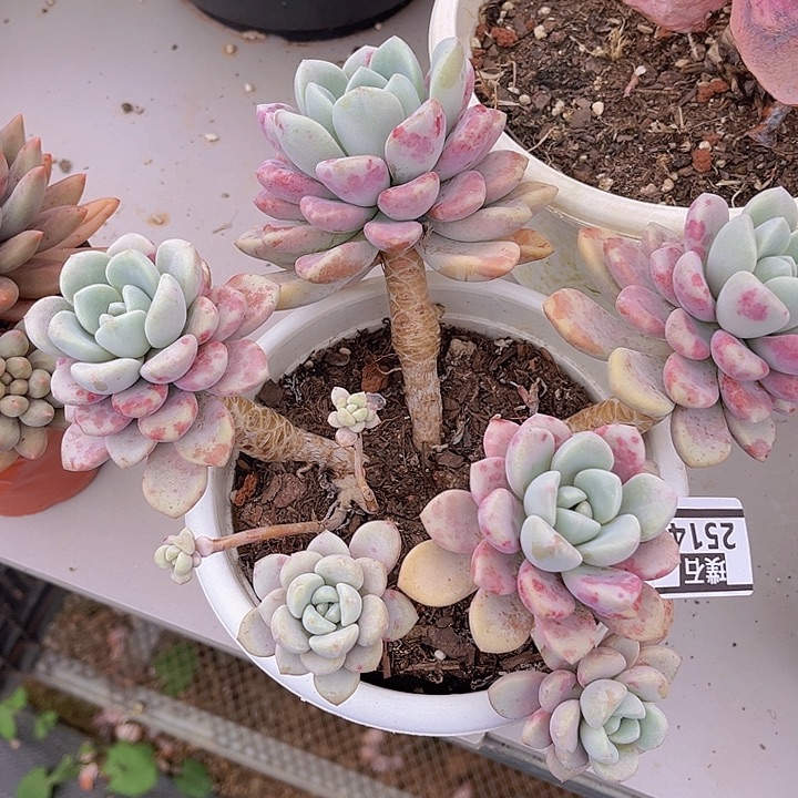 花斑鹿2514多肉植物