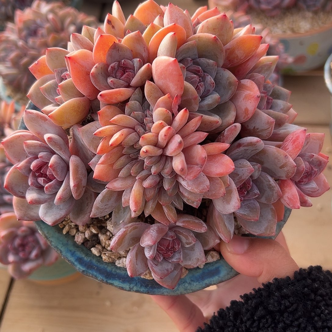 14头带缀钻石糖心哈哈