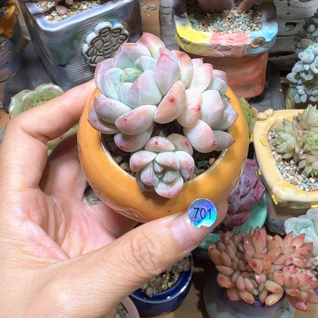 701多肉含盆土30元包邮➗偏远地区