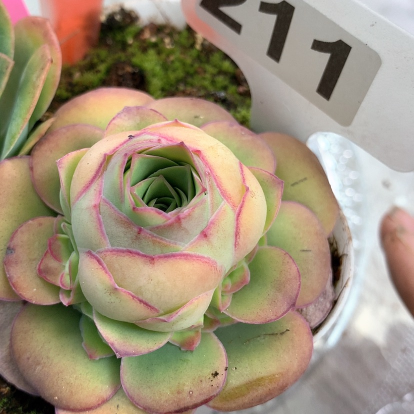 【闪购商品】yjj211混血