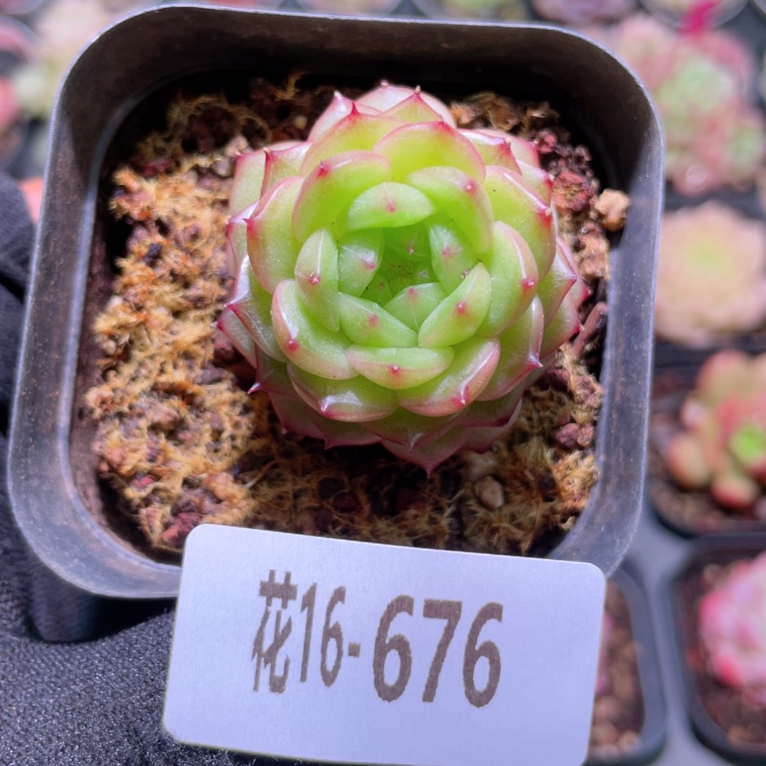 花利美16-676海王