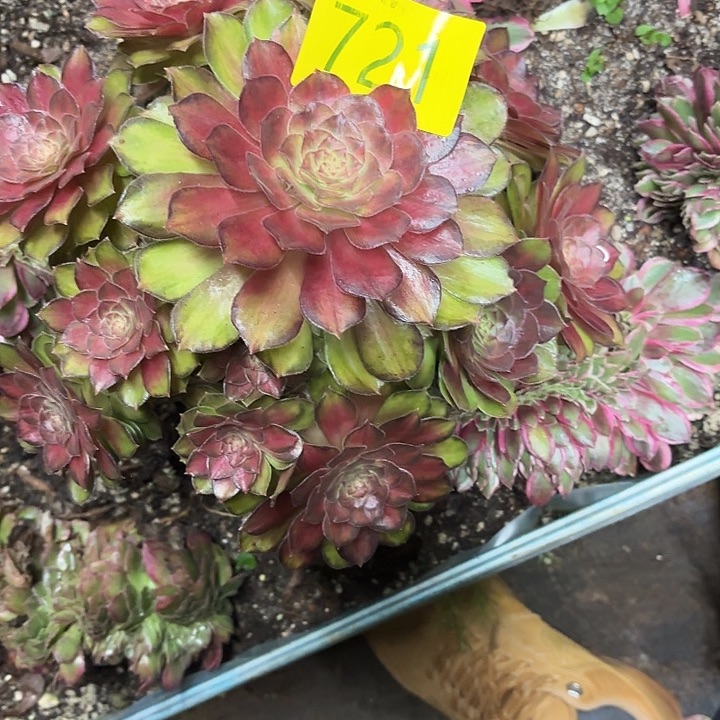 云***姐哈哈多肉葡萄福利721