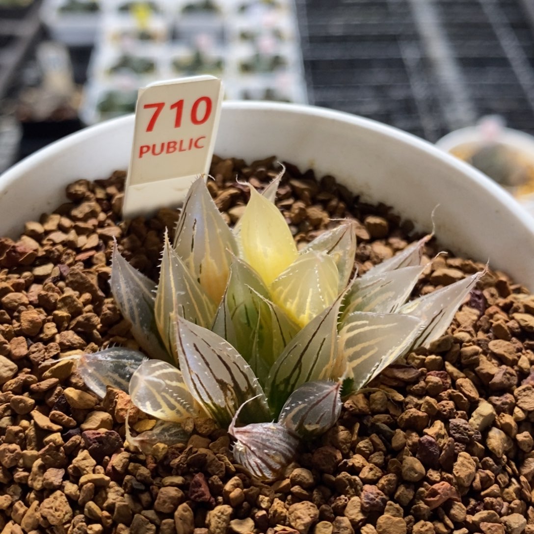 710号大卫针管玉露锦