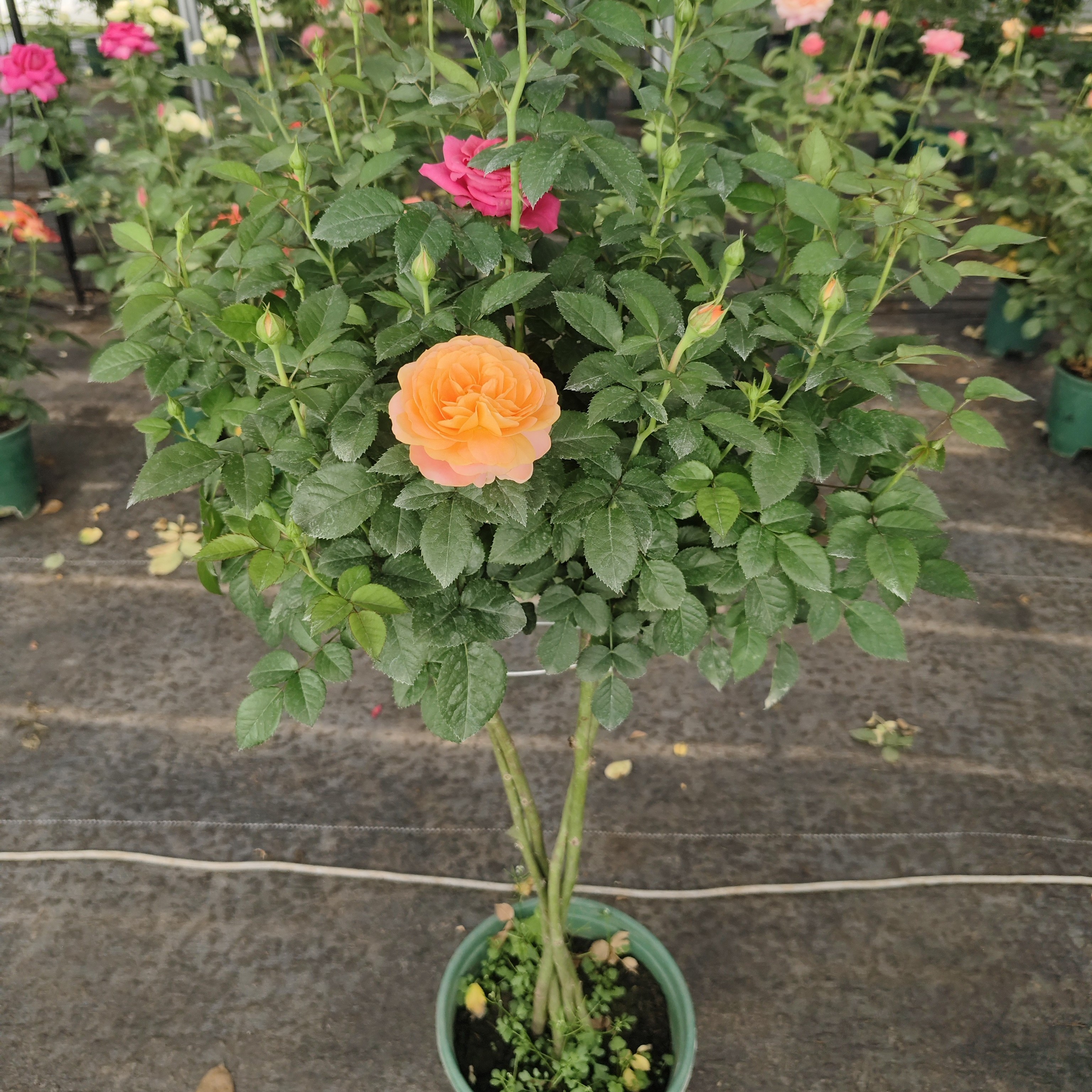 【 棒棒糖月季】【4杆混色不同品种】大盆月季好养多季节开花耐热耐寒