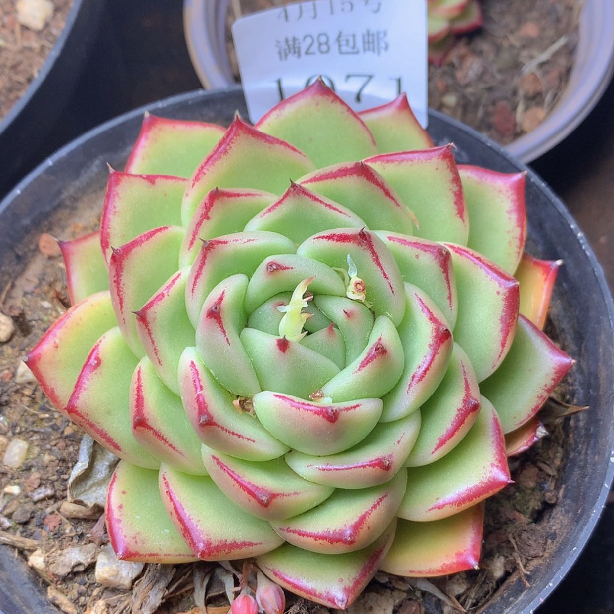 【闪购商品】云1071号线