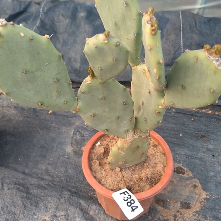 清*宇龙爪掌1个384