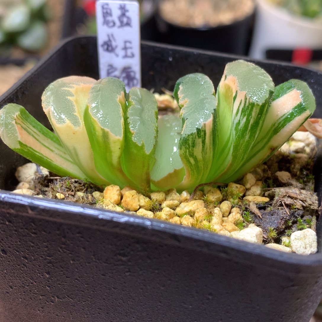 鬼盐城玉扇锦带盆土发货