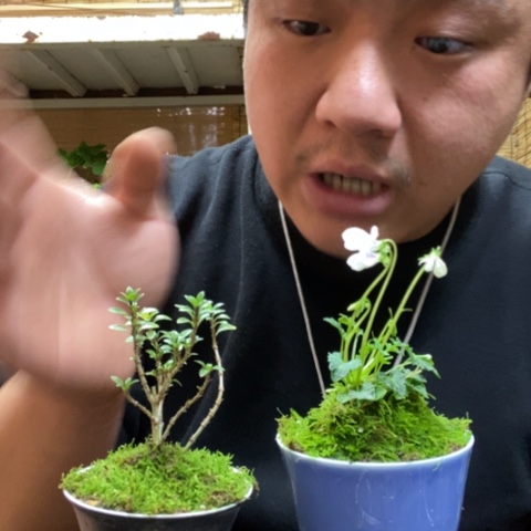 红陶一物一拍所见即所得98