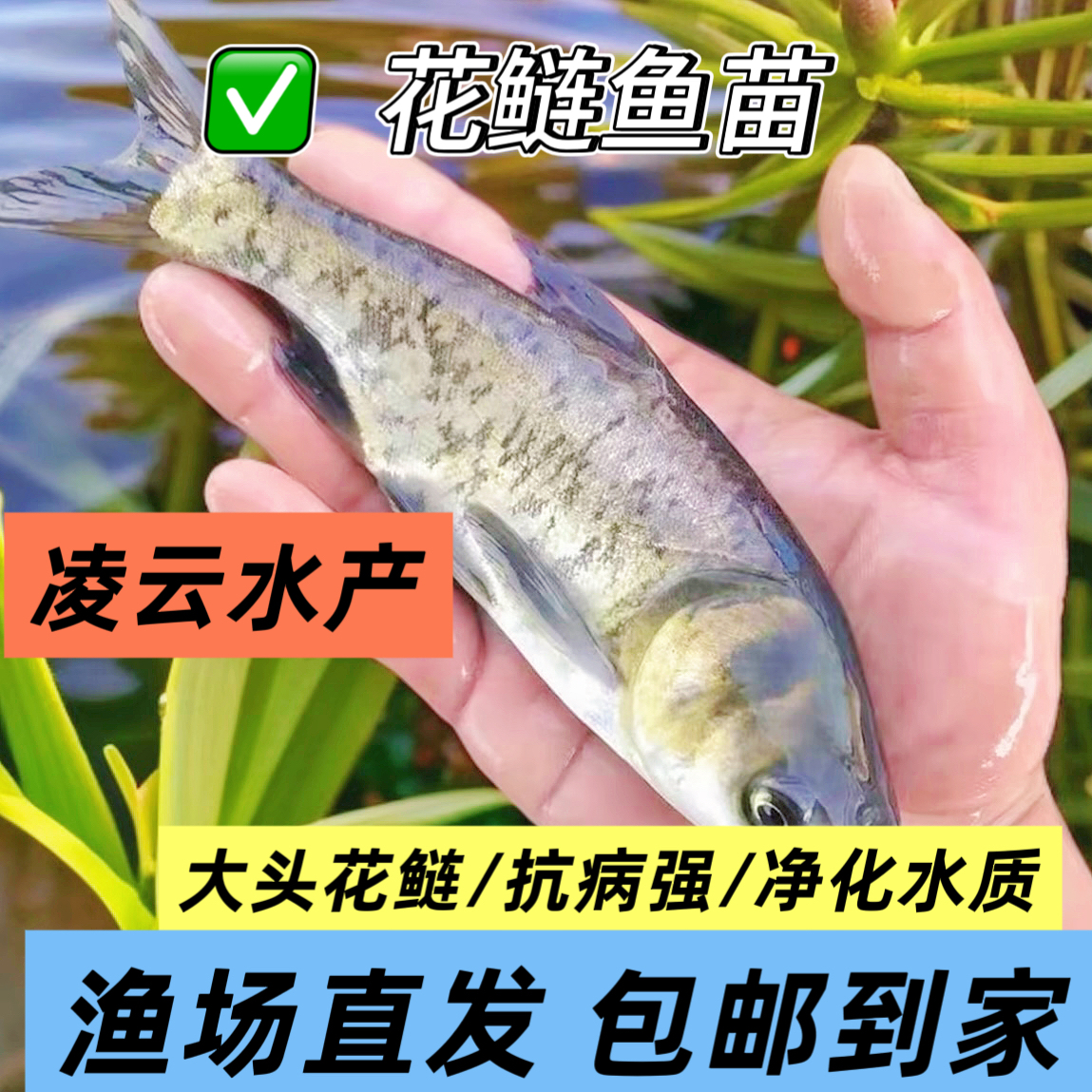 淡水养殖花鲢鱼大头鱼鳙鱼雄鱼活体观赏鱼净化水质