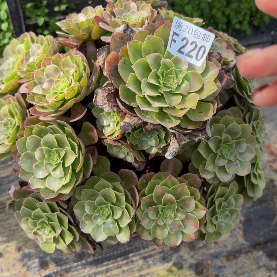 220多肉植物捧花的