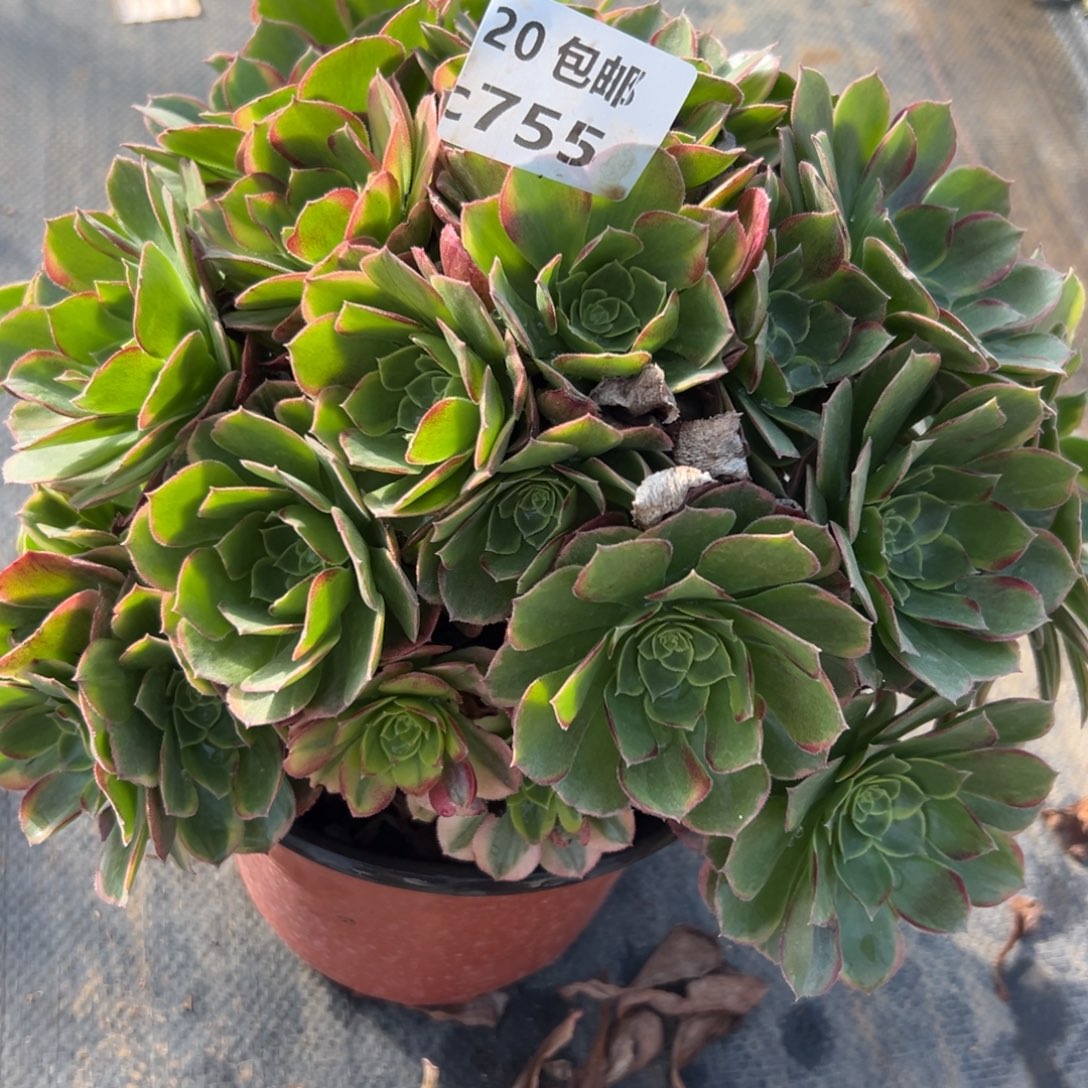 755奶白，多肉法师说