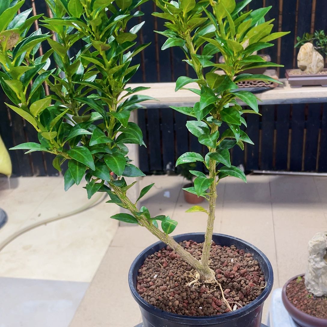 完全开放赵***旺八房柑八房柑