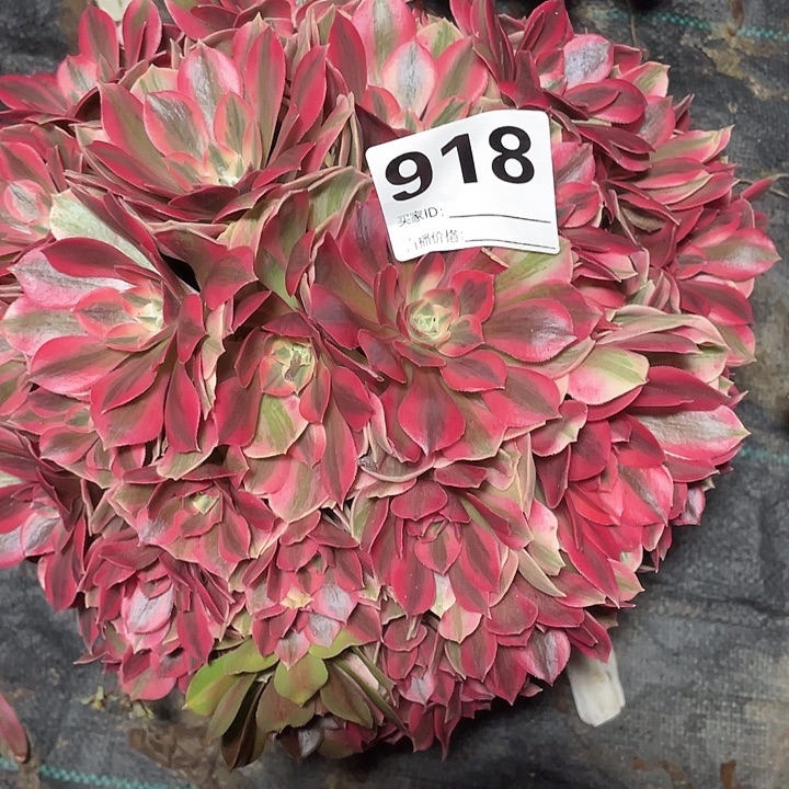 918女妖法师3-15花花