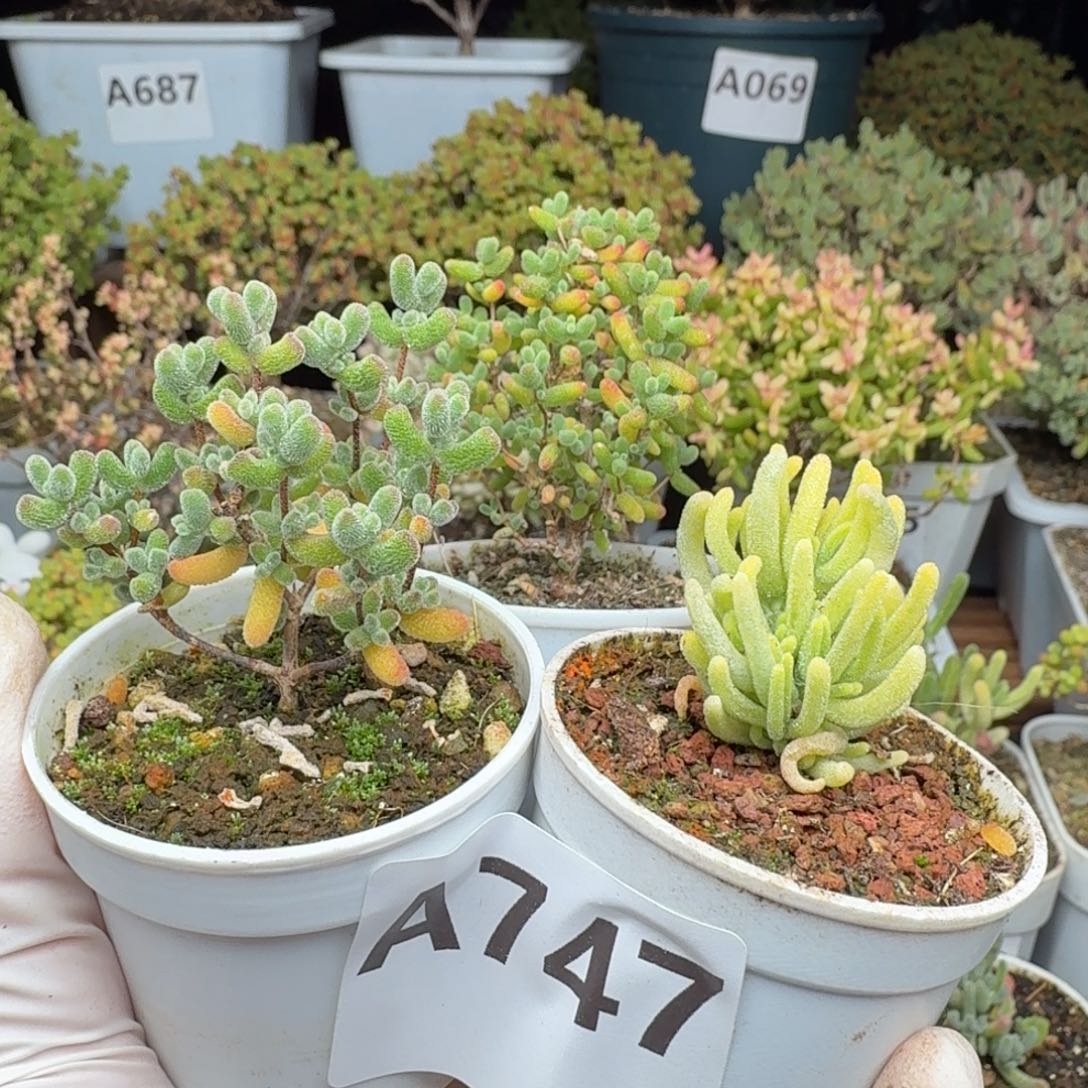 A747新手福利彩套