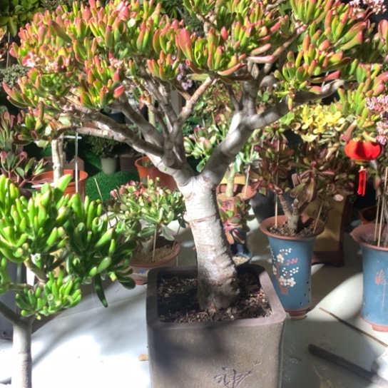 飞****?6304纤纤玉指脱土发