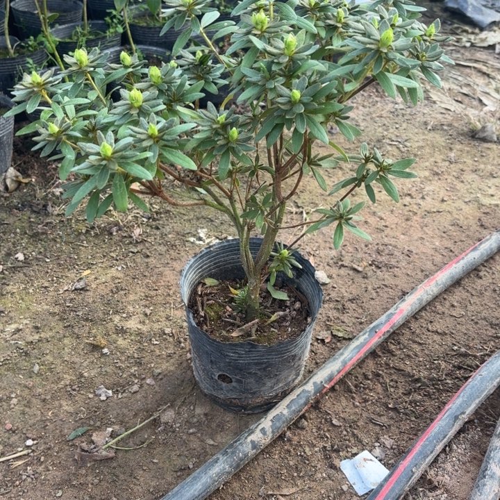 完全开放岸牡丹杜鹃花