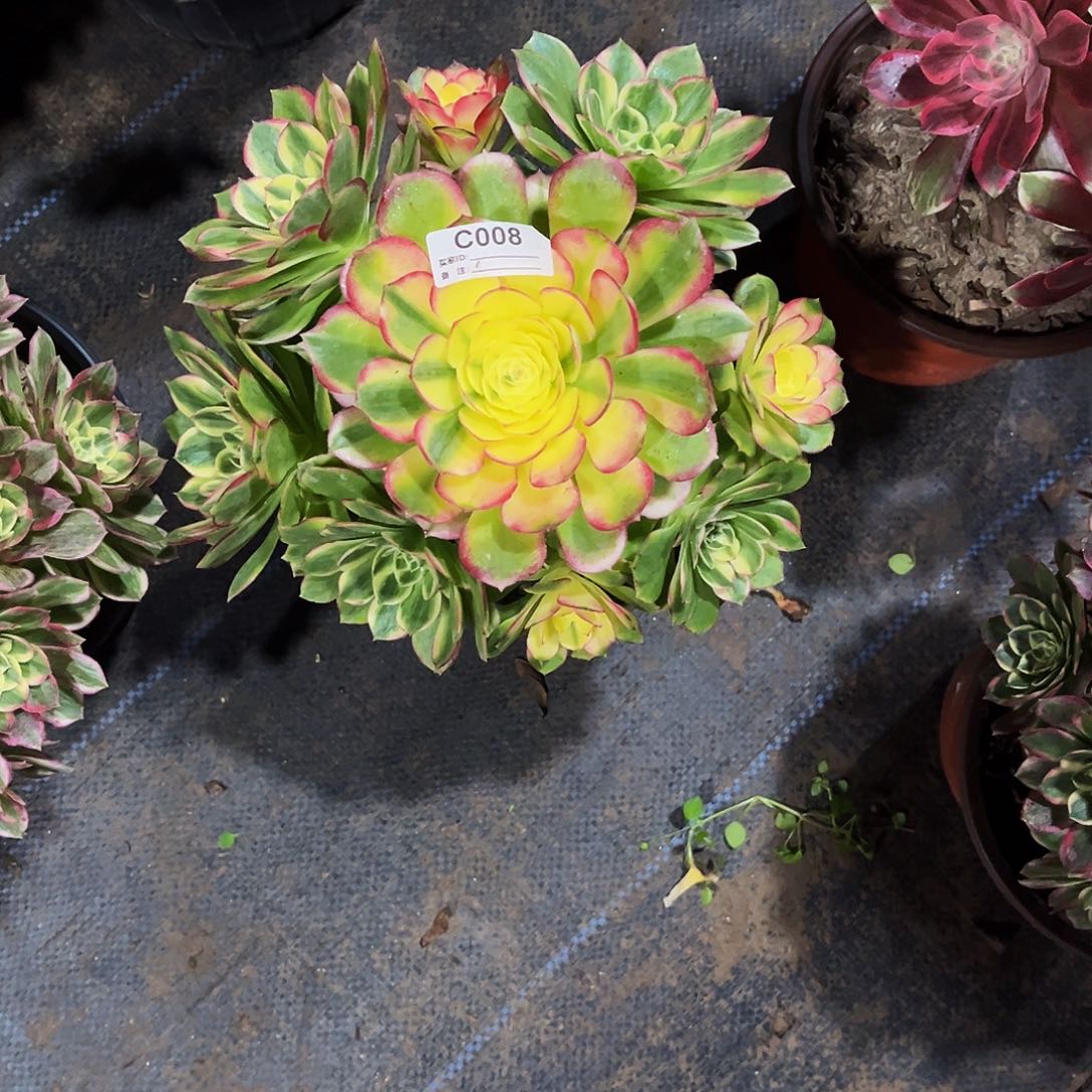 完全开放多肉植物008海鲜