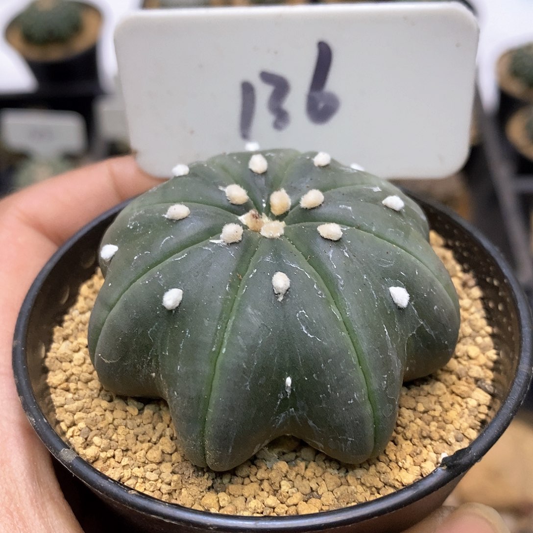 开播后我会一直等你们哦