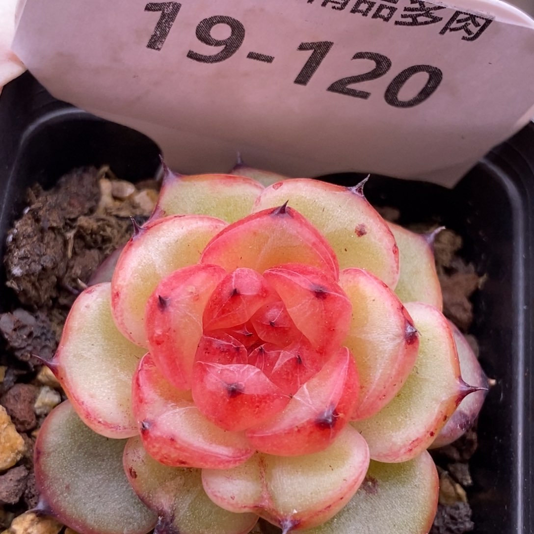 【闪购商品】19-120