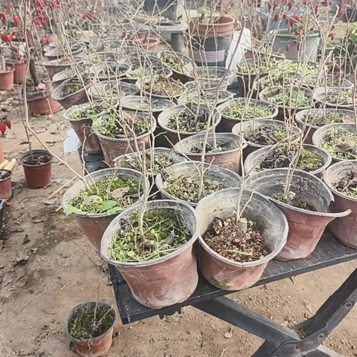 完全开放老鸦柿母