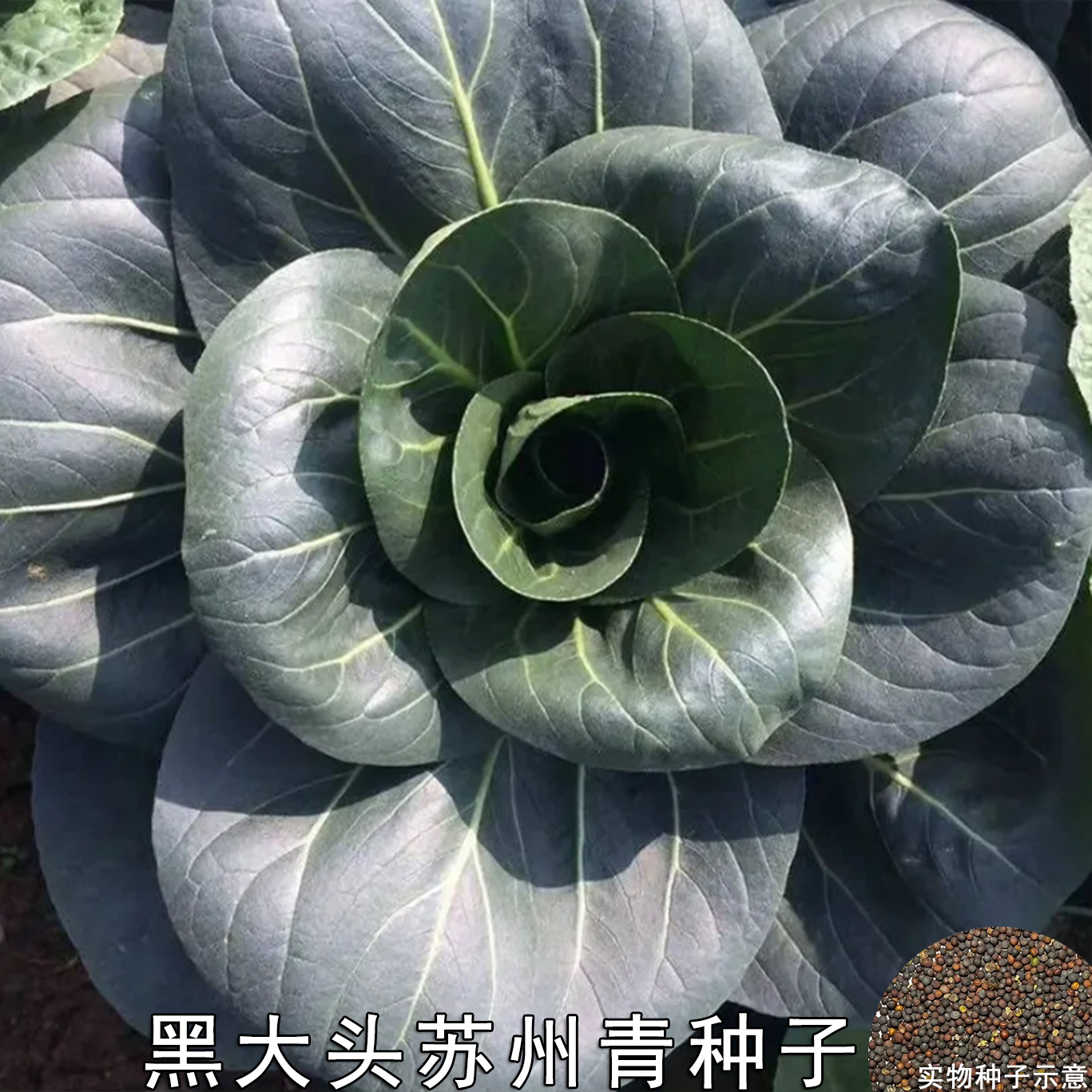 【苏州青种子】黑大头苏州青矮脚青梗菜阳台小院农家菜园蔬菜种子商品图