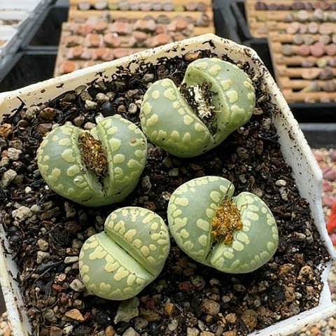 3751，绿大牙母本组合带盆土发货